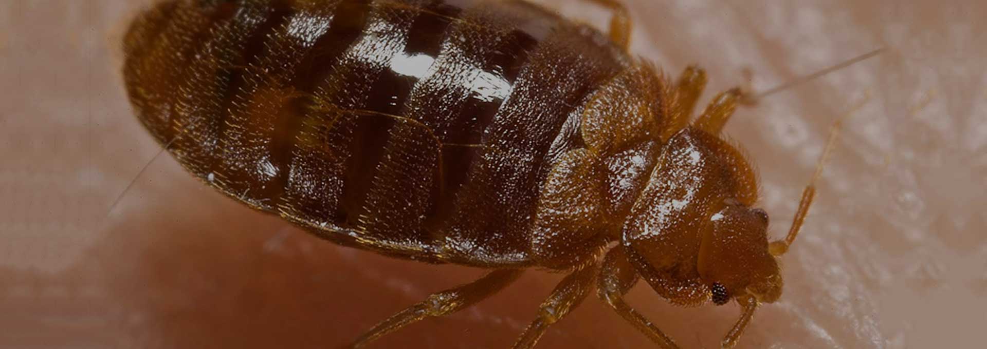 Bed Bug Exterminator Phoenix-AZ