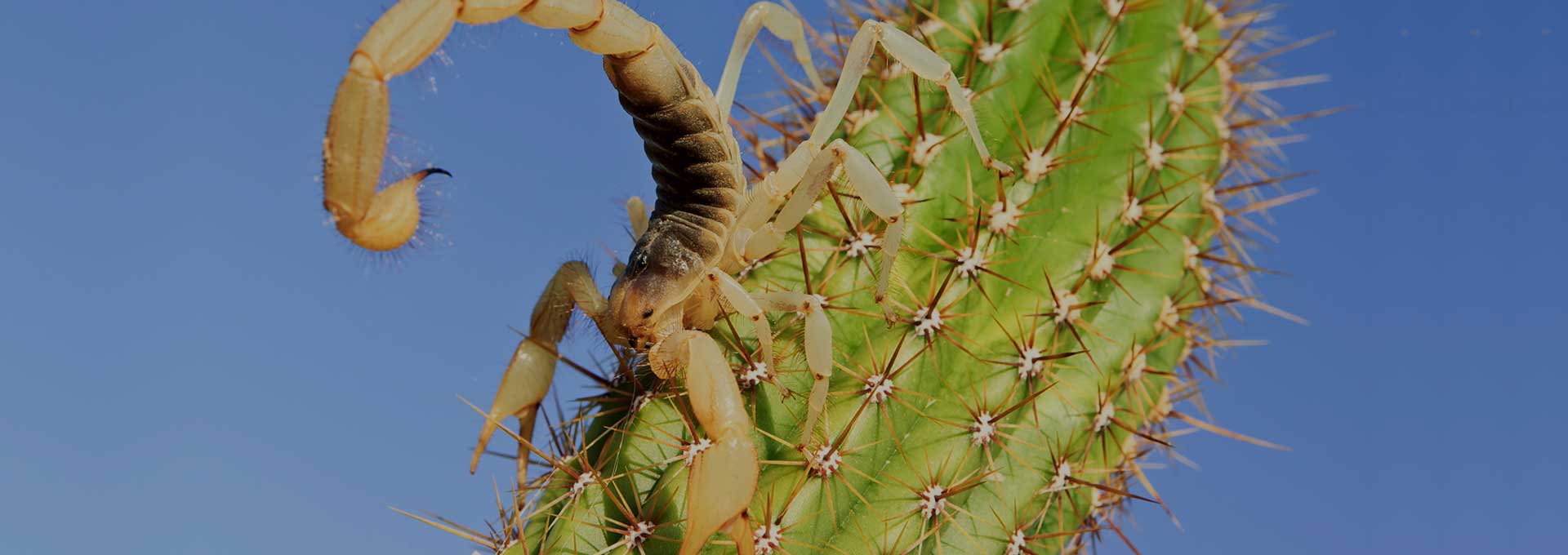 Scorpion Removal Phoenix AZ