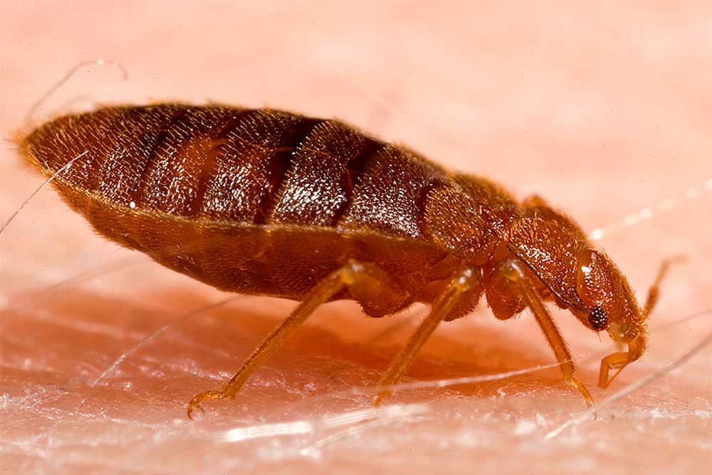 bed-bug-strange-hiding