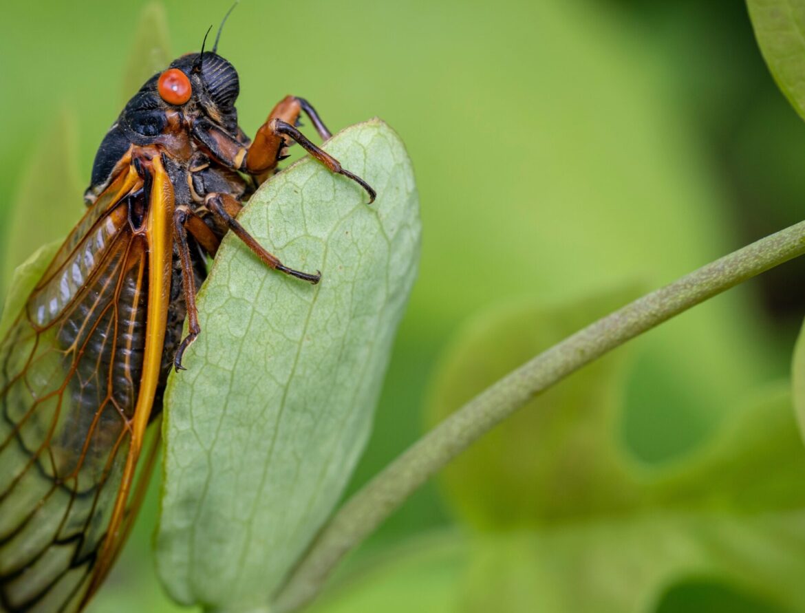 Cicada on leaf