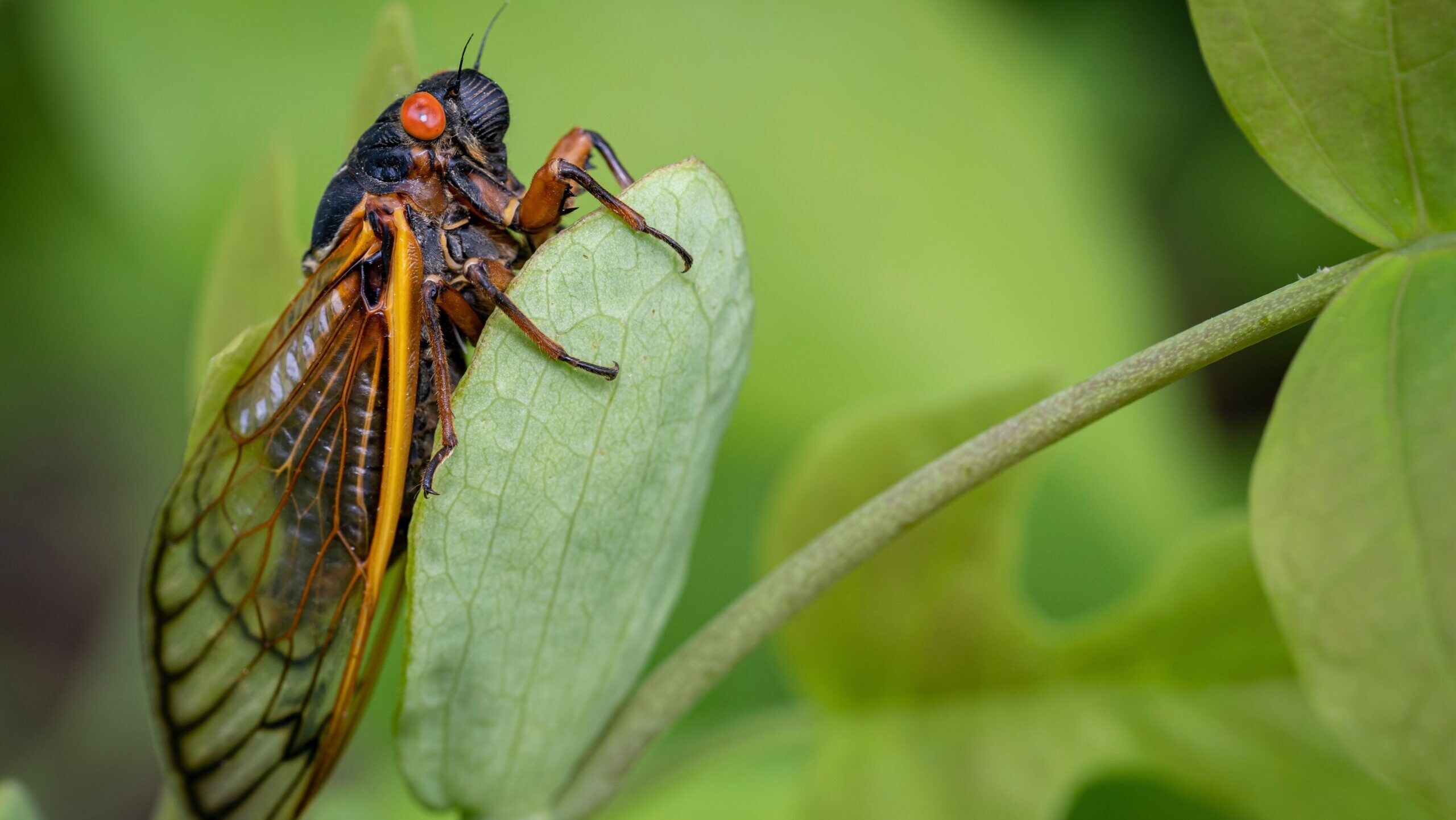 Cicada on leaf